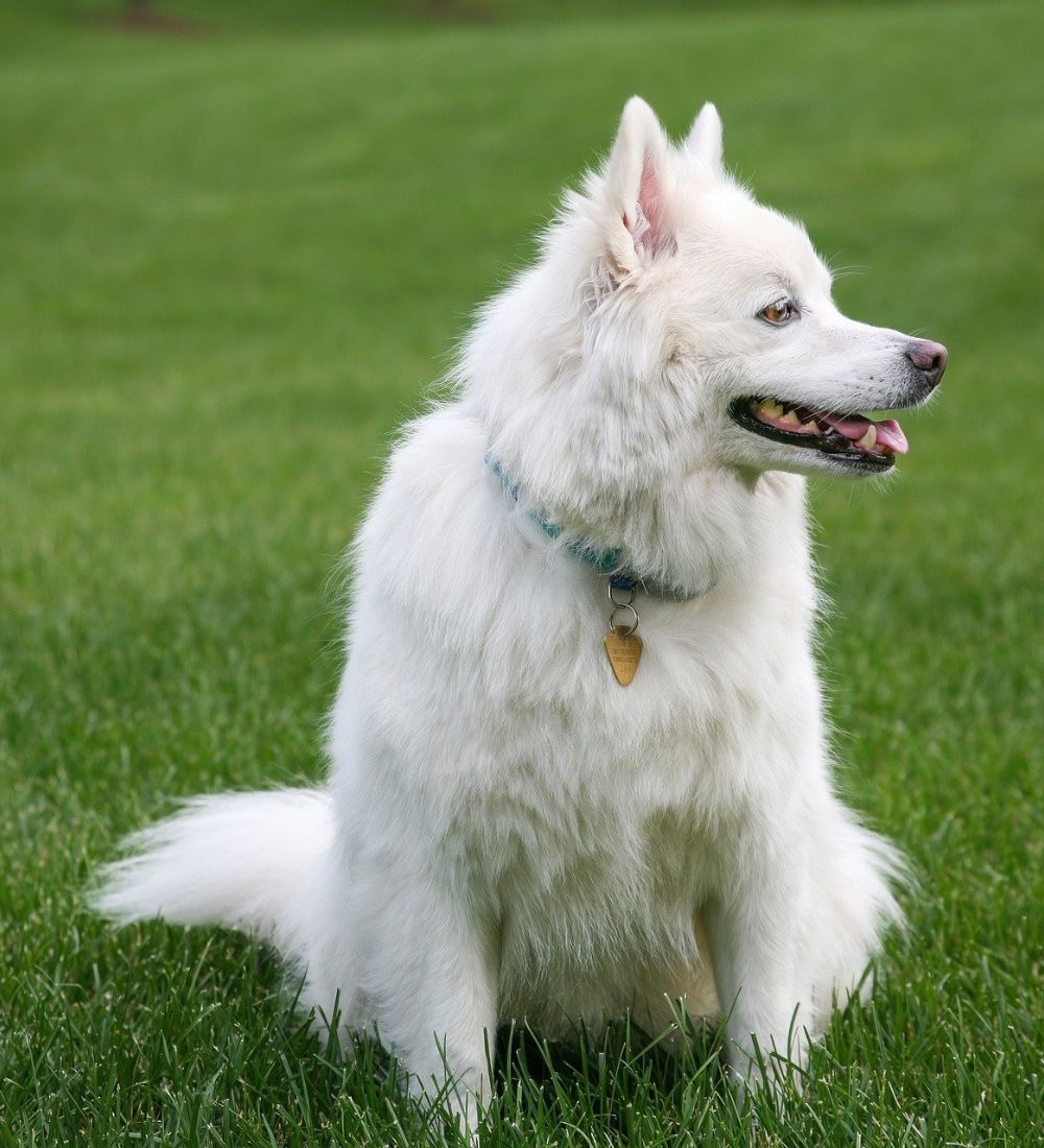 cute white dog sitting in green grassland