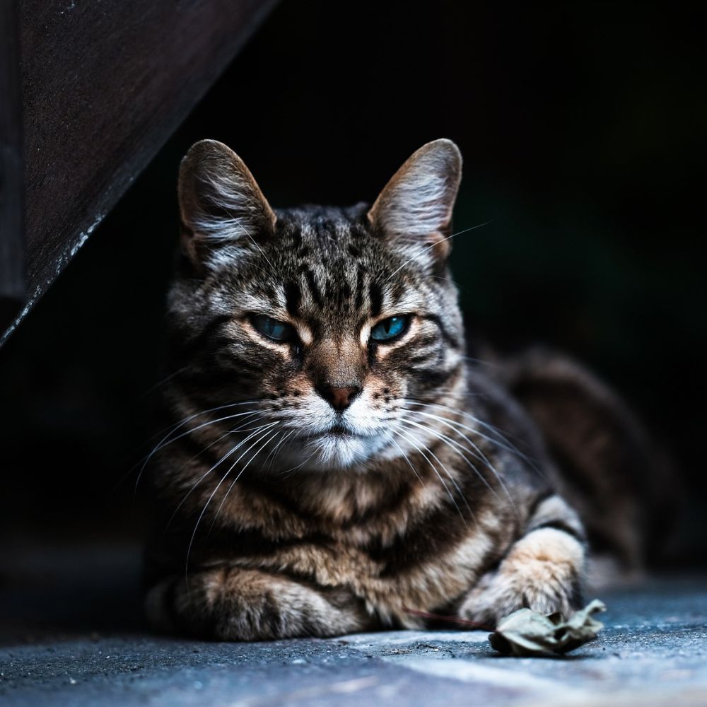 cat sitting in a dark place