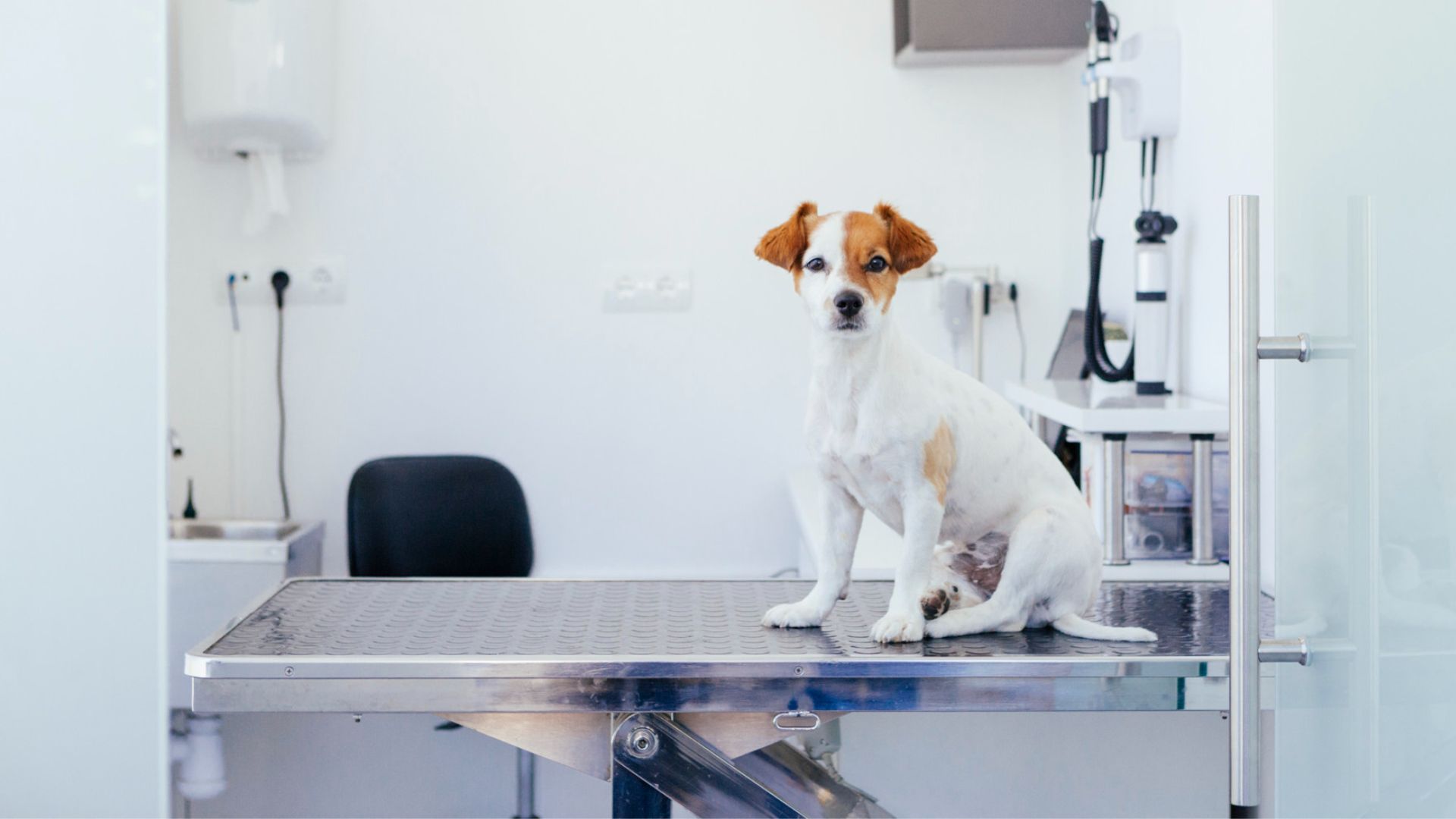 dog at veterinary clinic during exams