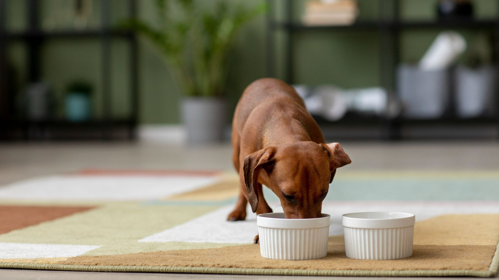 dog eating in the bowl