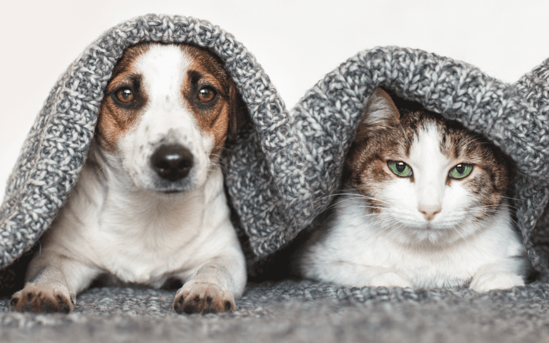 Can Cats and Dogs Get Allergies?