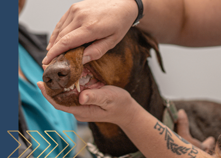 Unveiling the Mystery: A Behind-the-Scenes Look at Veterinary Dental Procedures