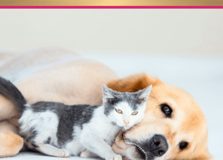 A Quick Start Guide To Outsmarting Everyday Pet Toxins