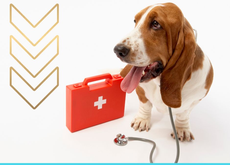 Be Prepared: Your Guide to Basic Pet First Aid