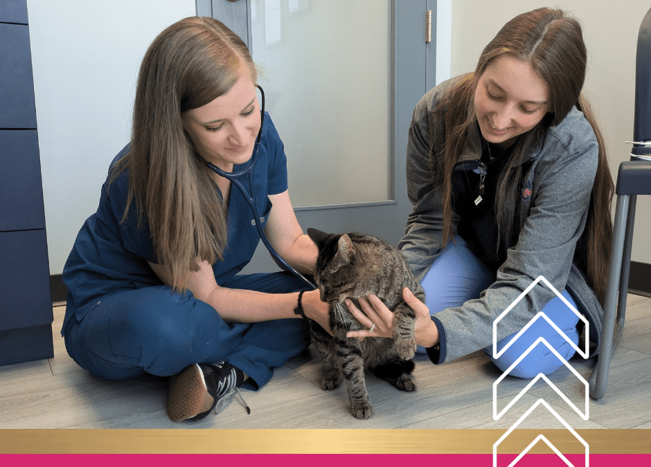 Vet Insurance And More: Tips To Help Keep Your Veterinary Business ... for Dummies thumbnail