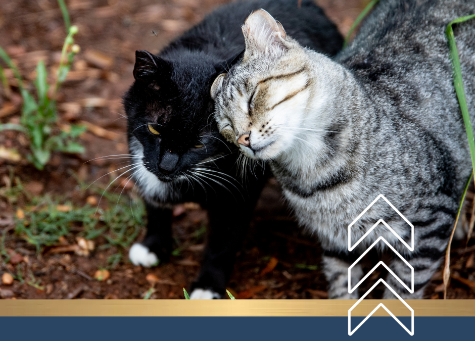 Keeping Outdoor Cats Safe During Summer