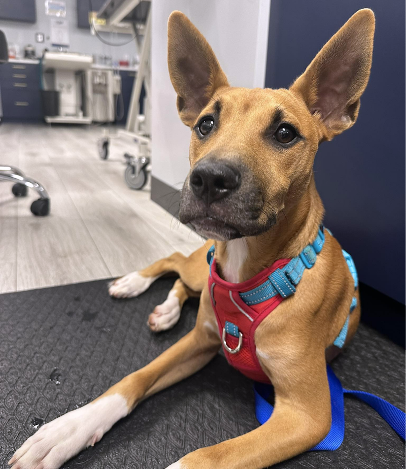 Flexible Payments with Cherry