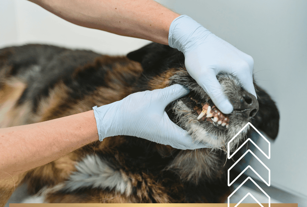 Dental Work for pets at Riverside Vet and why it matters. Greer SC
