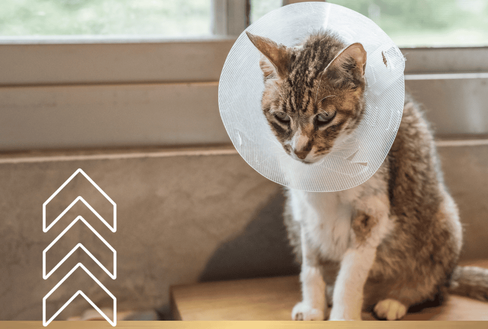 When Should You Spay or Neuter Your Dog? What Greer Pet Parents Should Know